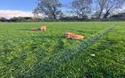 Golden Retriever dogs for sale: KC Registered Golden Retriever Puppies - Image 10