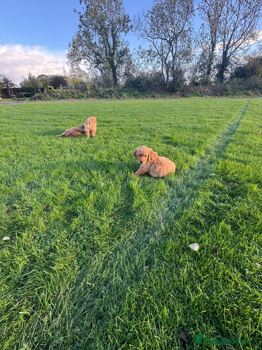 Golden Retriever dogs for sale: KC Registered Golden Retriever Puppies - Image 10