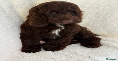 Cockapoo dogs - Advert 13