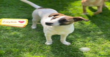 Mixed Breed dogs - Advert 16
