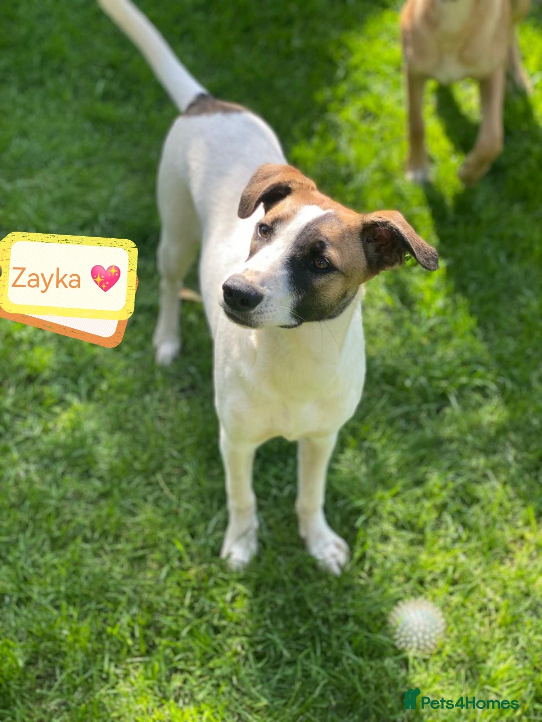 Mixed Breed dogs for adoption: 💖🐶 ZAYKA 🐶💖 - Image 2