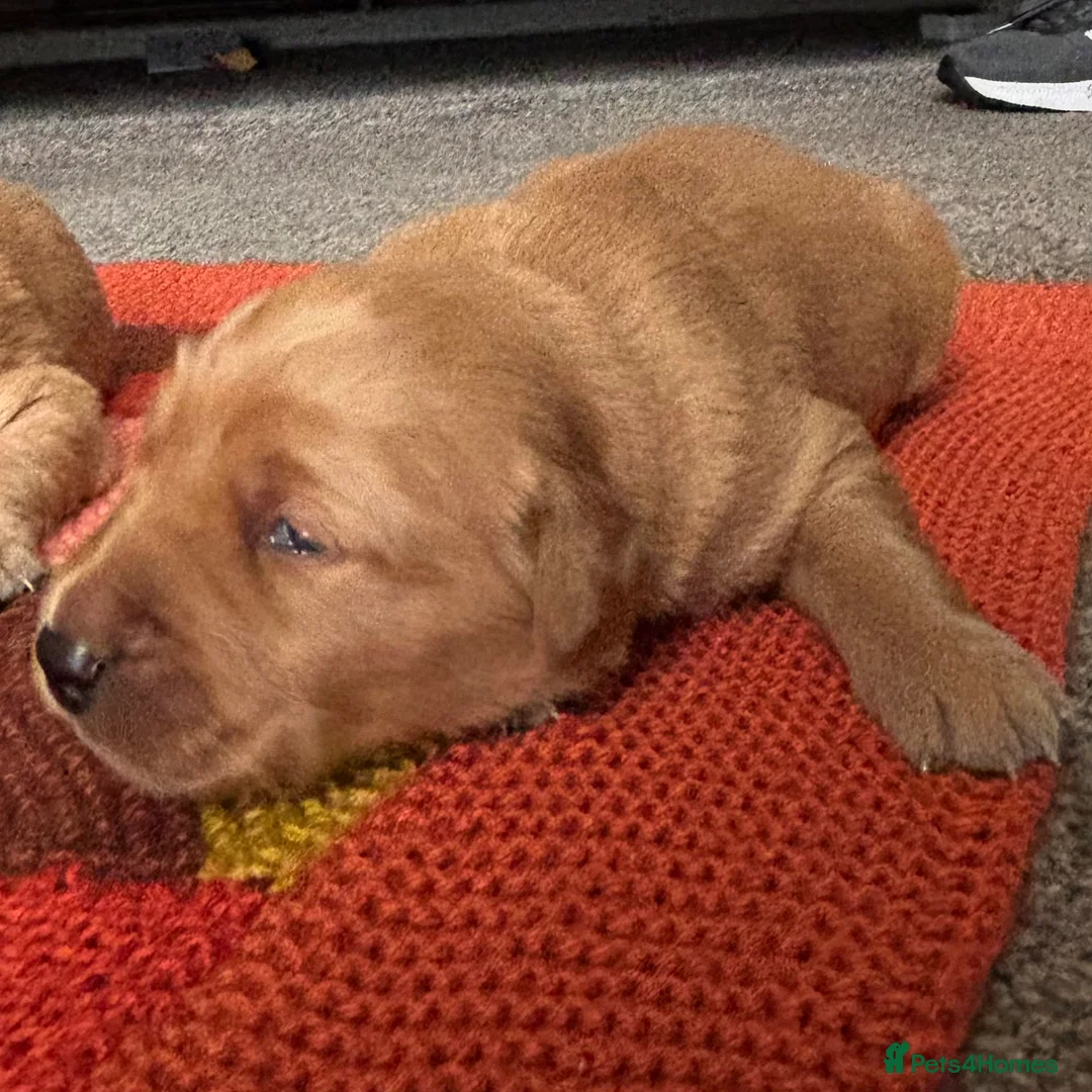 Golden Retriever dogs for sale: FOX RED PUPPIES Golden Retriever KC REG - Advert 21