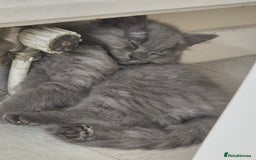 British Shorthair cats for sale: British short hair mixed  - Image 5