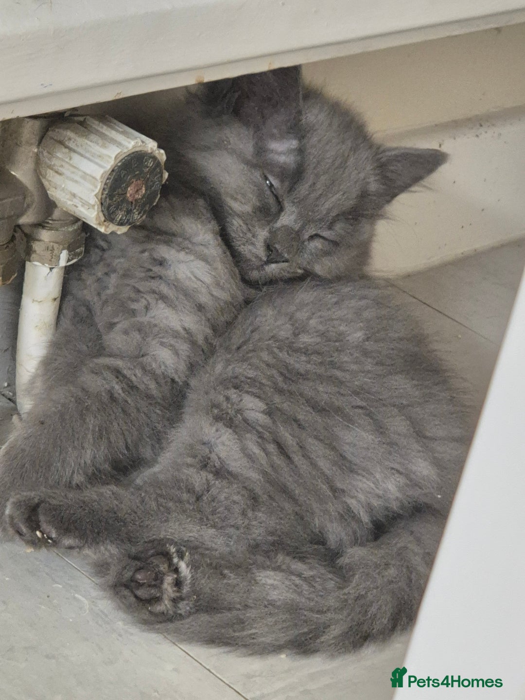 British Shorthair cats for sale: British short hair mixed  - Image 5