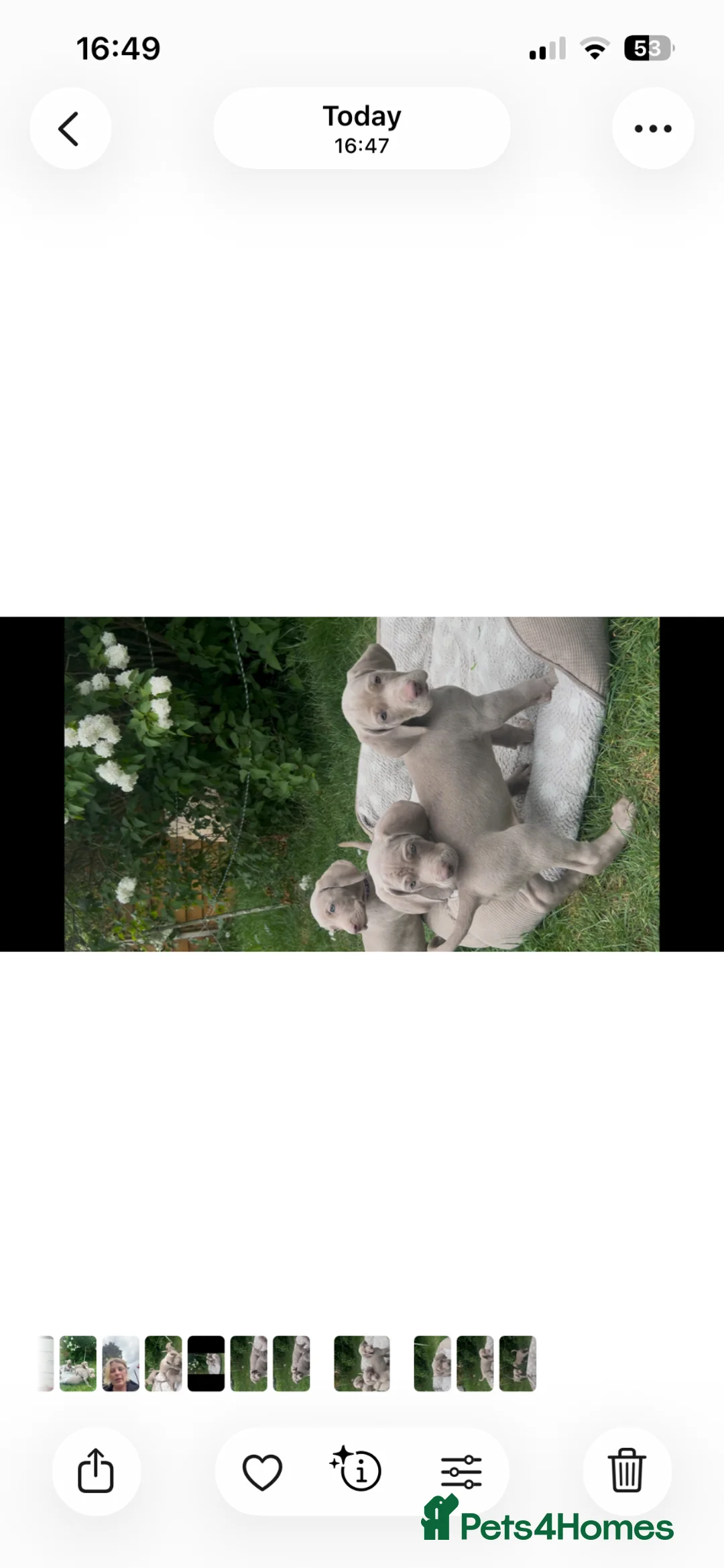 Weimaraner dogs for sale: Kc registered Silver Weimaraner puppies for sale  - Advert 2
