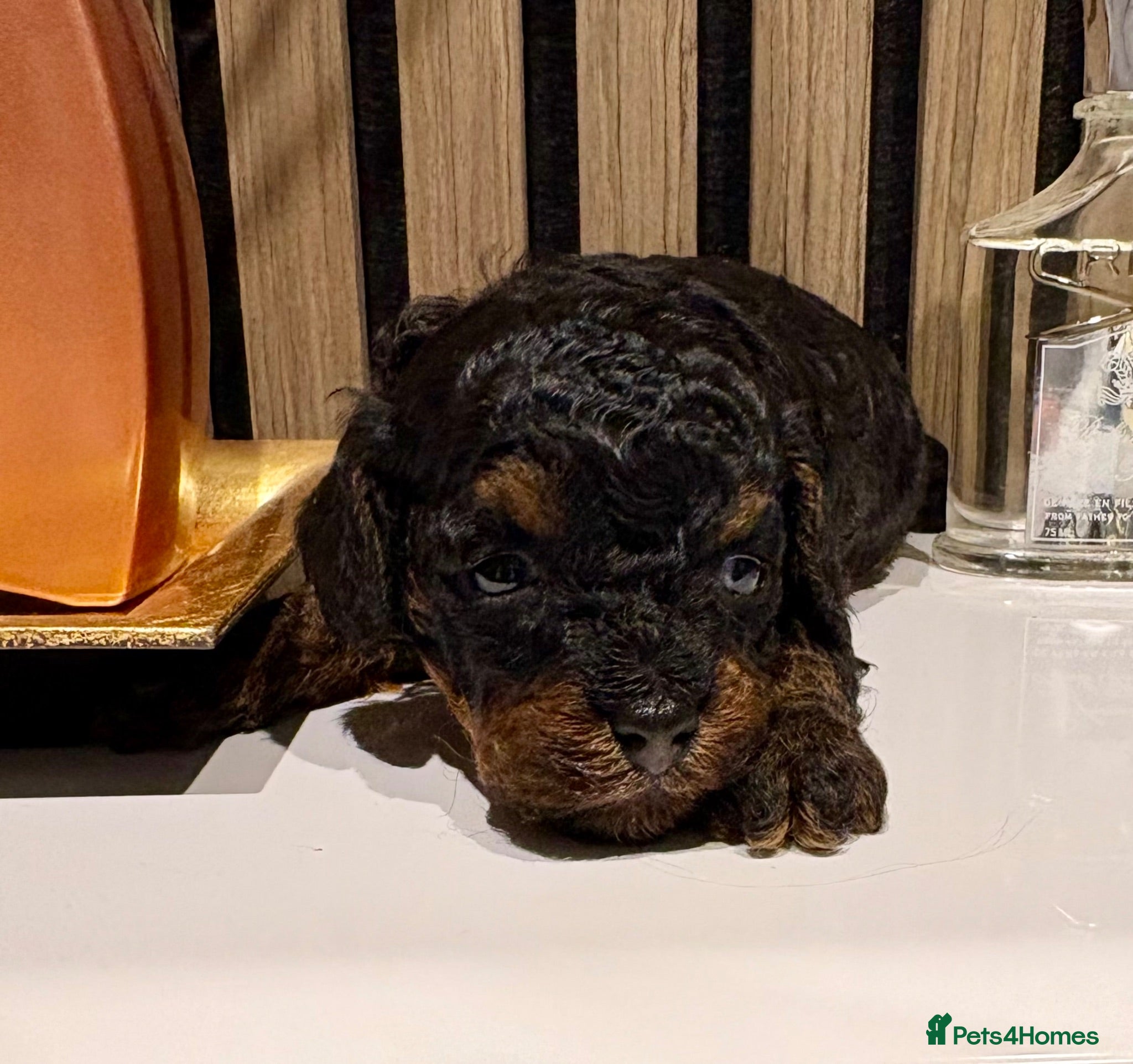 Toy Poodle dogs KC reg. Male Phantom Toy Poodle - Advert 1
