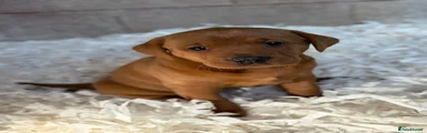 Labrador Retriever Puppy 2