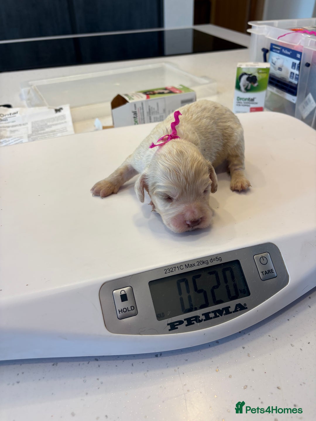 Clumber Spaniel dogs for sale: KC Clumber Spaniels  - Image 9