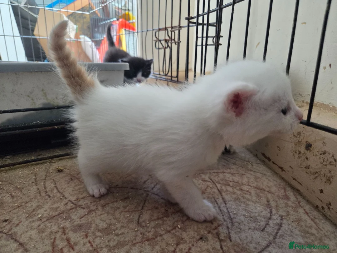 Mixed Breed cats for sale: 1 lovely white 10 week old kitten  - Advert 6