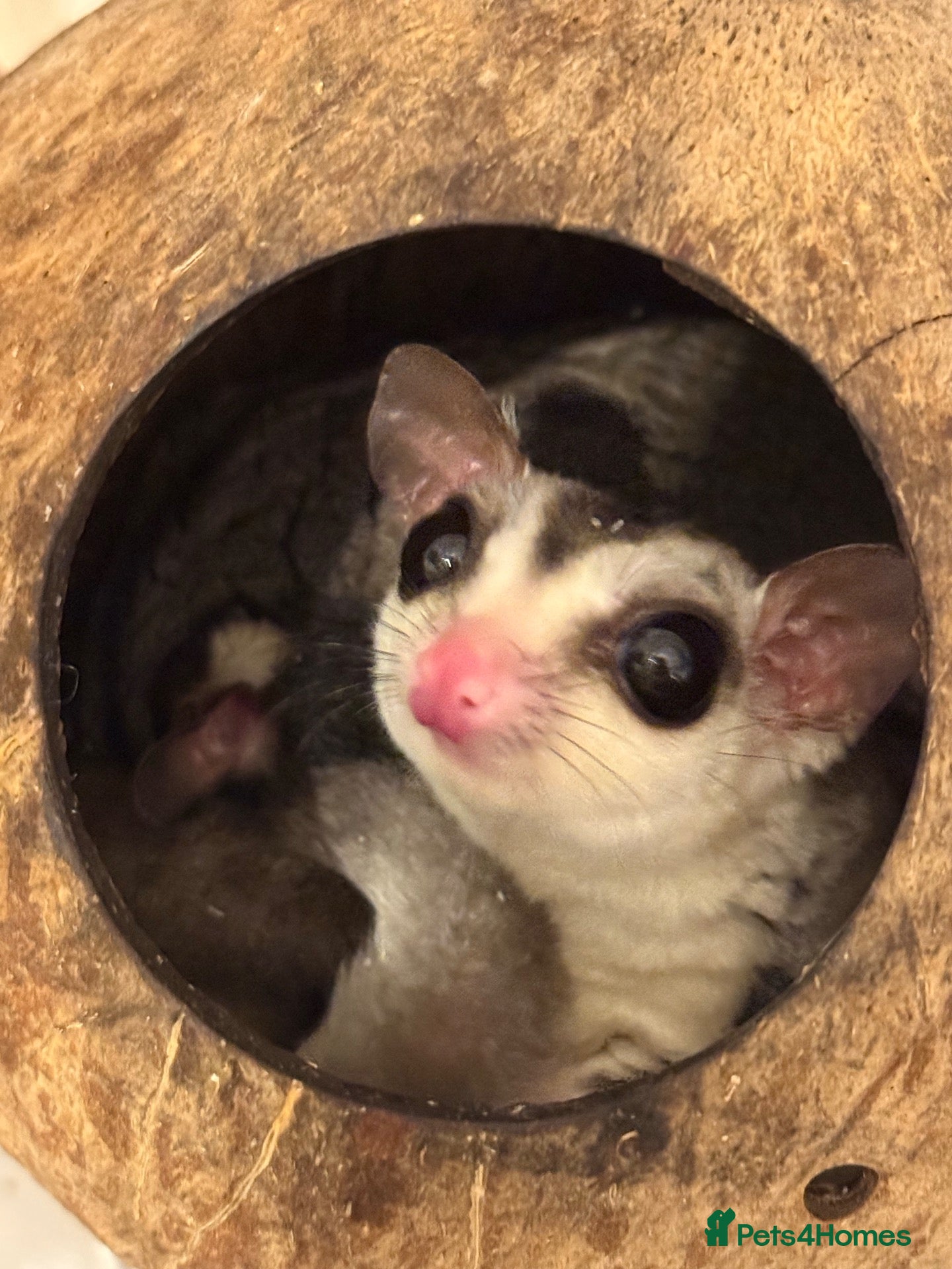 Sugar Glider rodents 2x Male sugar Gliders age 3 years - Advert 20