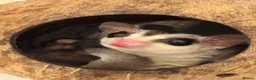 Sugar Glider rodents for sale: 2x Male sugar Gliders age 3 years - Advert 1