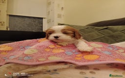 Cavapoo dogs for sale: A stunning litter of cavapoo beautiful costs  - Image 29