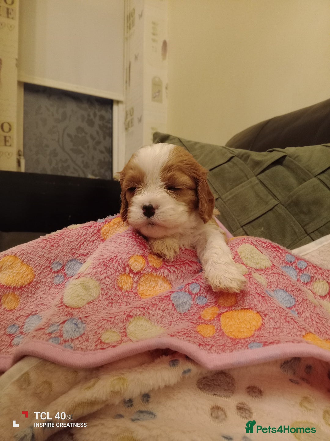 Cavapoo dogs for sale: A stunning litter of cavapoo beautiful costs  - Image 29