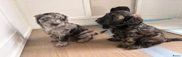 Cockapoo dogs for sale: STUNNING TOY COCKAPOOS  in Withernsea - Advert 13