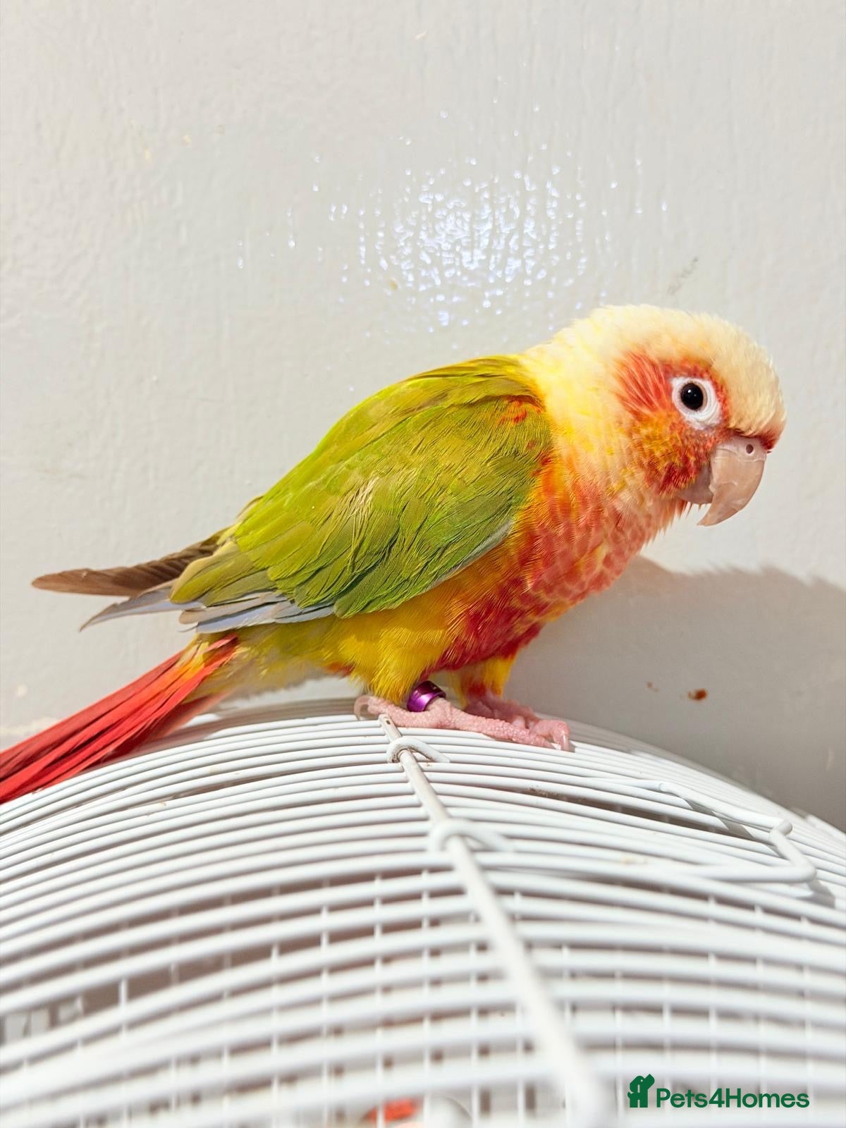 Conures birds Breeding pair of pineapple conures - Advert 1
