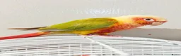 Conures birds for sale: Breeding pair of pineapple conures in Birmingham - Advert 1