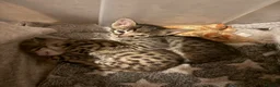 Savannah cats for sale: Savannah F4 kittens - Advert 6