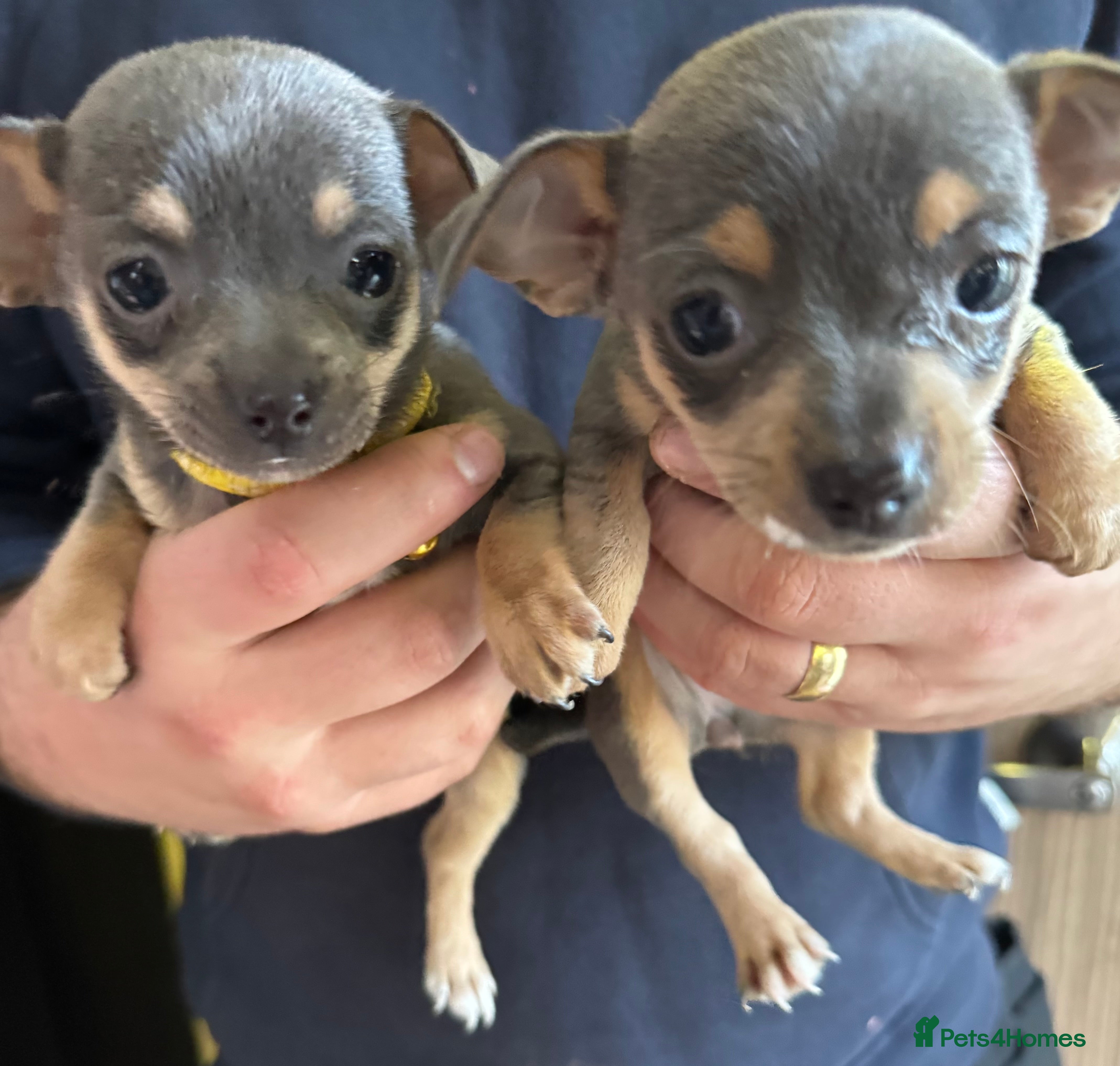 Chihuahua dogs CHIHUAHUA PUPPIES  - Advert 13