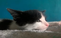 Domestic Shorthair cats for sale: 2 kittens looking for loving home  - Image 4