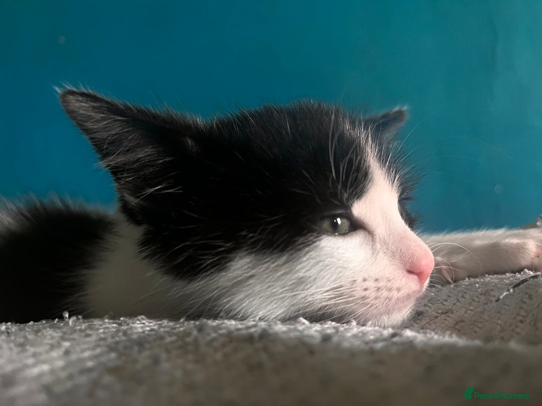 Domestic Shorthair cats for sale: 2 kittens looking for loving home  - Image 4