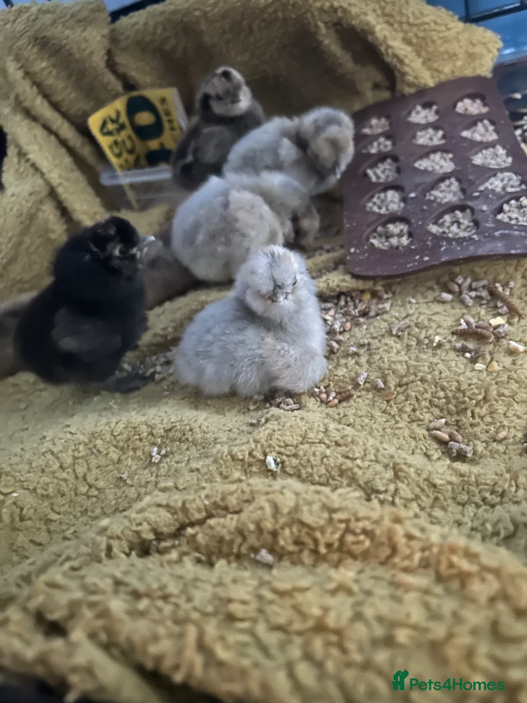 Chickens poultry for sale: Silkie chicks - Advert 2