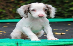 Cocker Spaniel dogs for sale: Working Cocker Spaniel puppies LAST TWO GIRLS - Image 5