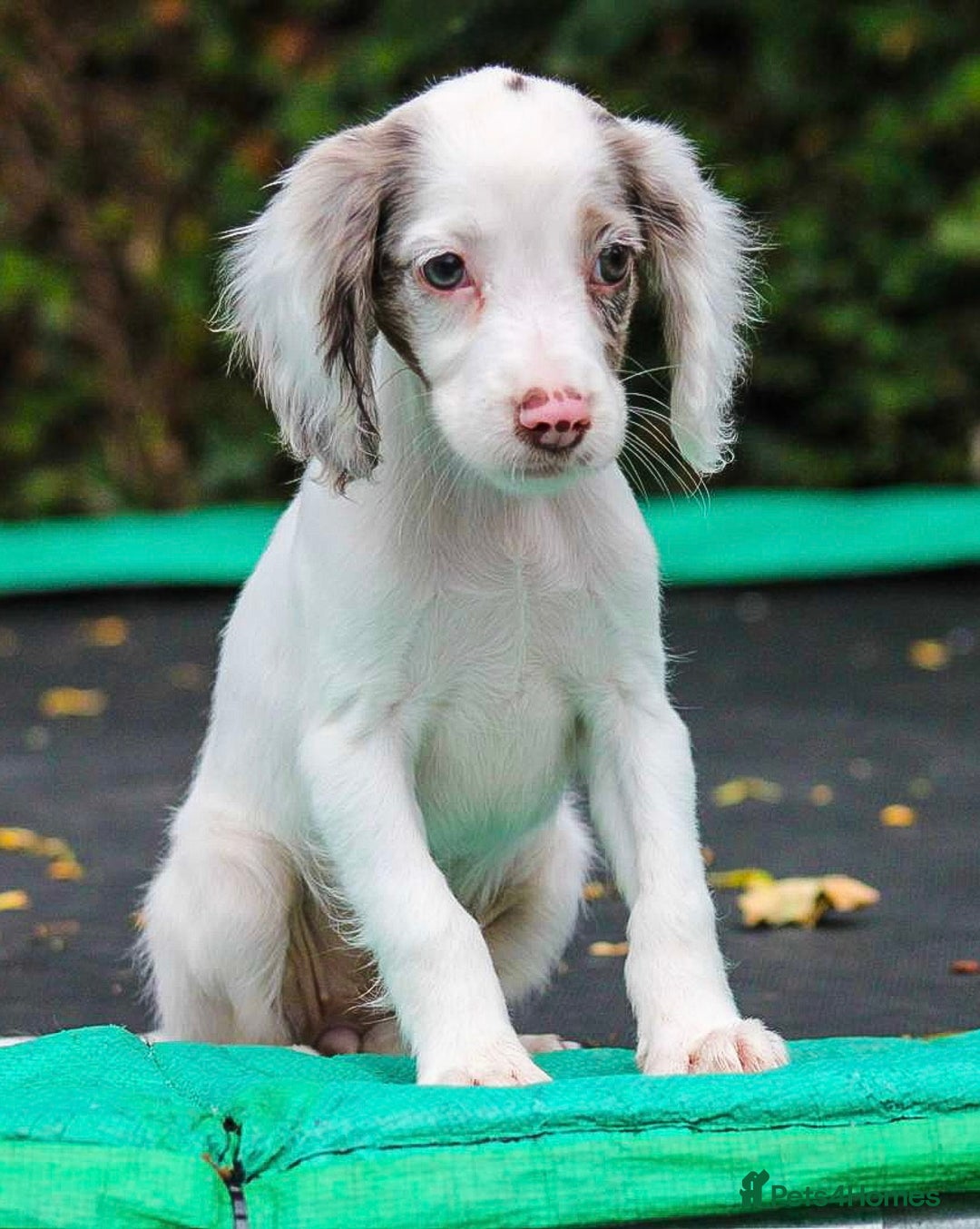 Cocker Spaniel dogs for sale: Working Cocker Spaniel puppies LAST TWO GIRLS - Image 5