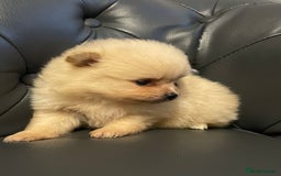 Pomeranian dogs for sale: Beautiful 🤩 Pomarenian puppies  - Image 14
