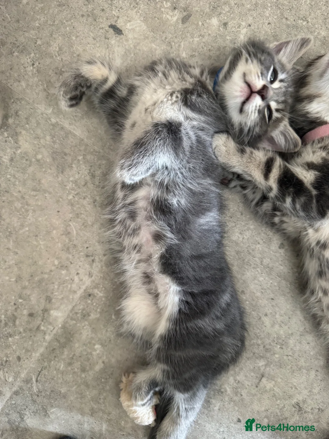 Mixed Breed cats for sale: 1 male kitten in Redruth - Advert 1