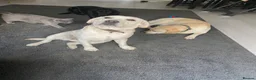 Labrador Retriever dogs for sale: Beautiful Pure Labrador with dna tests - Advert 2