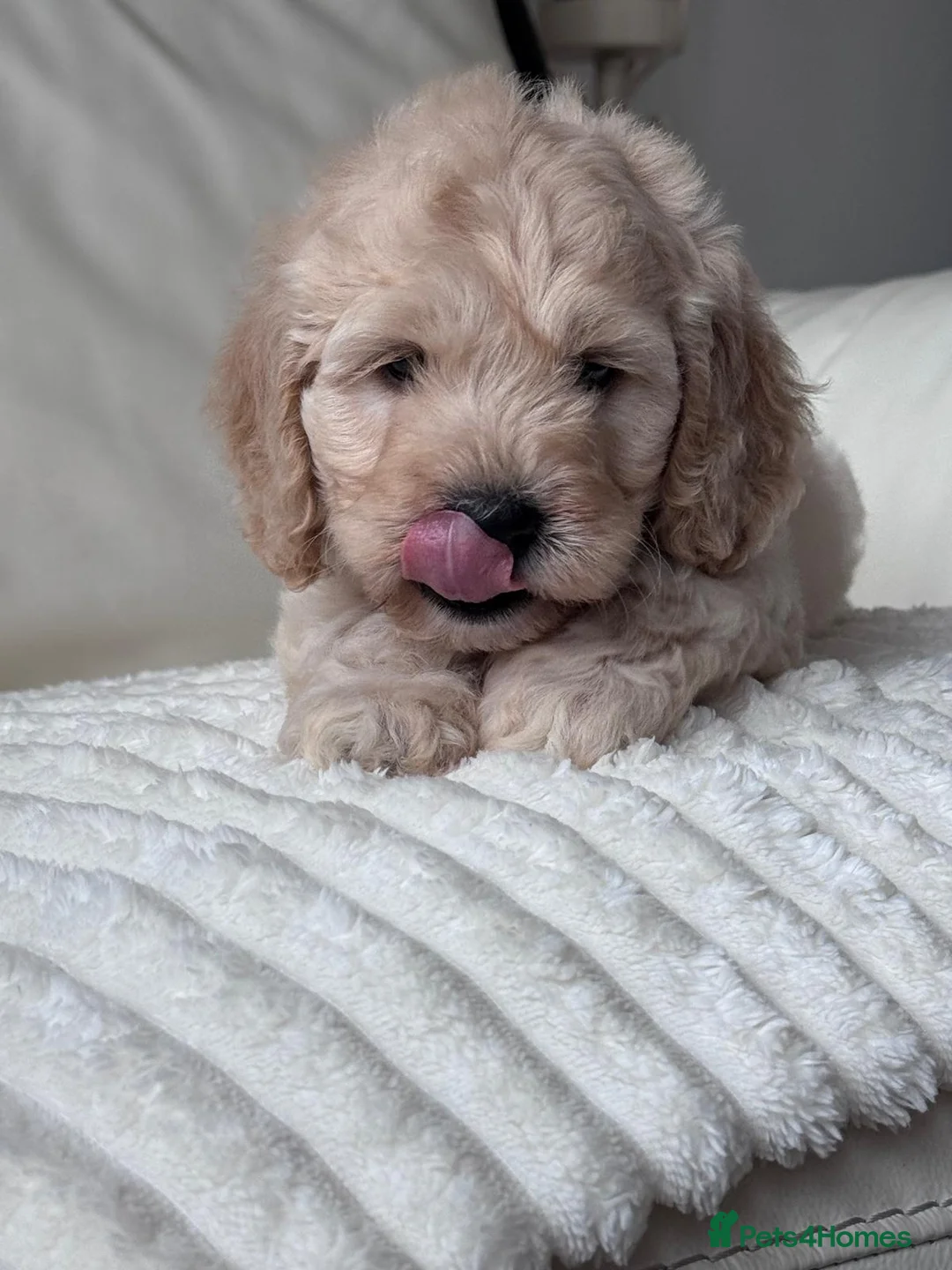 Cockapoo dogs for sale: Cockerpoo puppy - Advert 16
