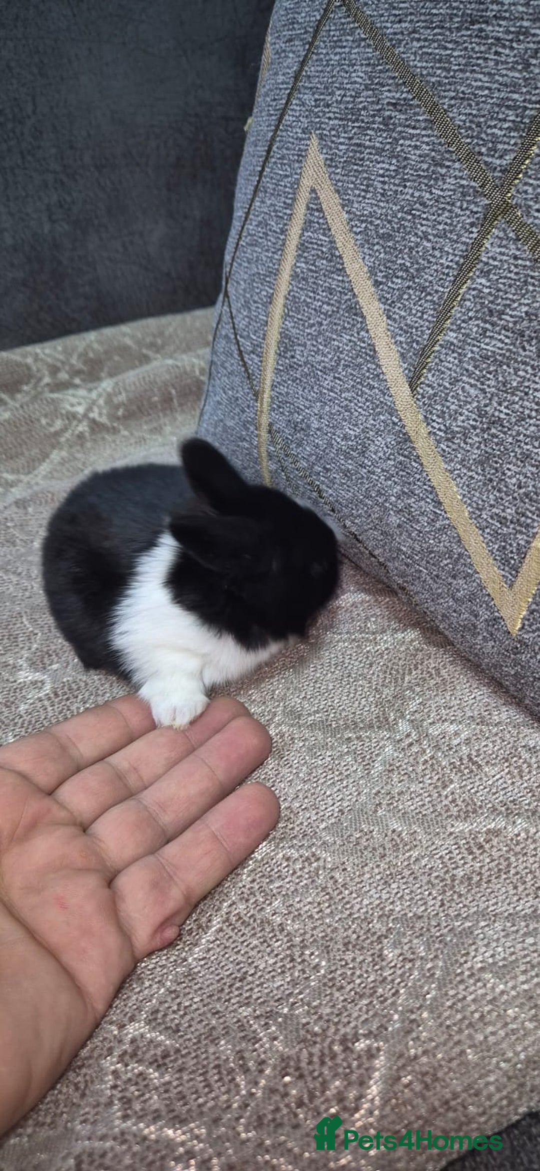 Mixed Breed rabbits for sale: 3 weeks old so cute 💕 - Advert 1