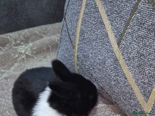 Mixed Breed rabbits 3 weeks old so cute 💕 - Advert 1