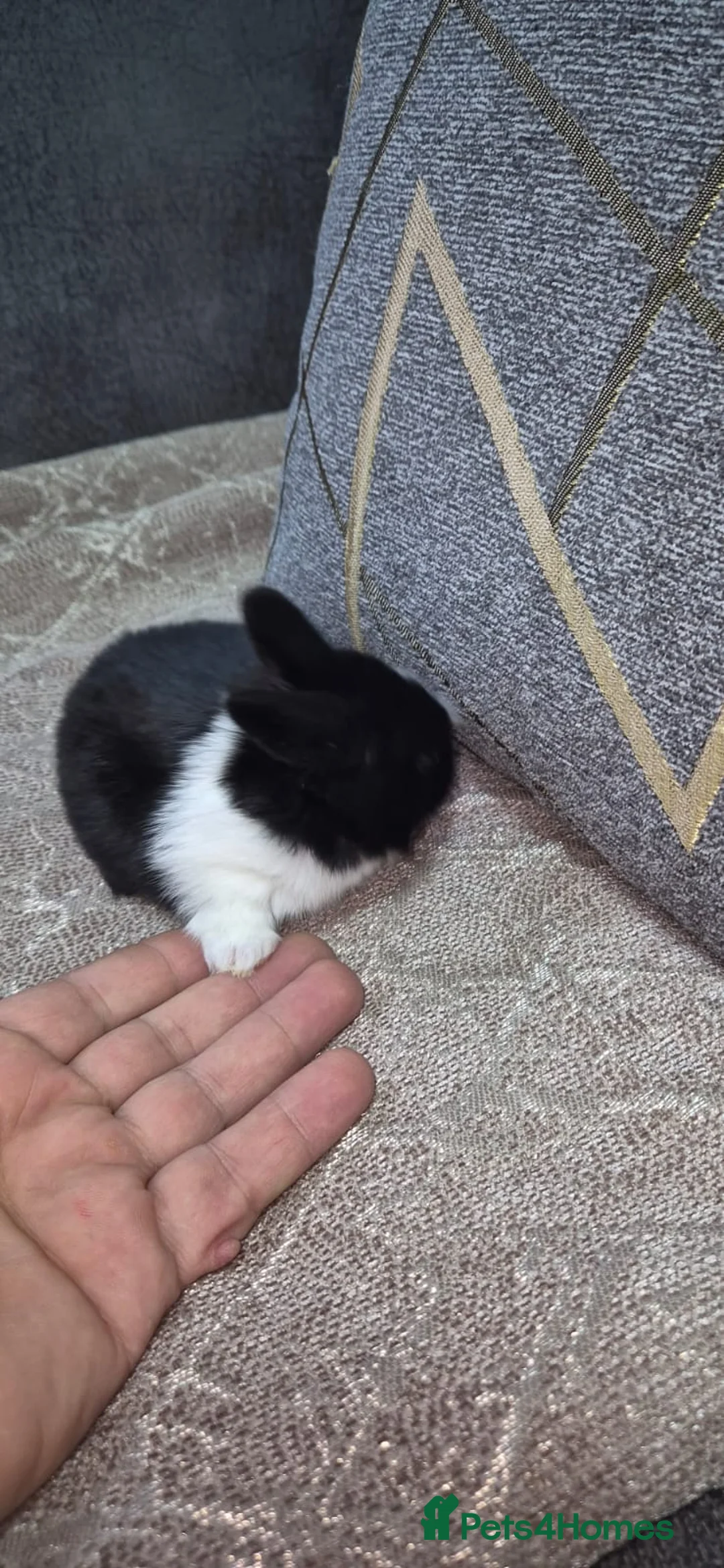 Mixed Breed rabbits for sale: 3 weeks old so cute 💕 - Advert 1