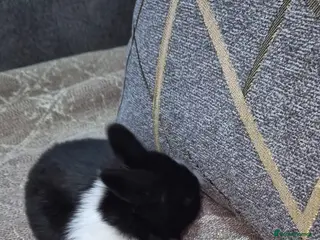 Mixed Breed rabbits 3 weeks old so cute 💕 - Advert 1