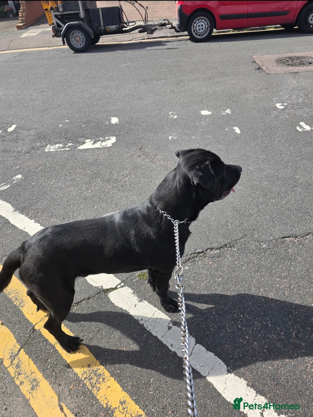 Cane Corso dogs for stud: Chiko - Advert 2