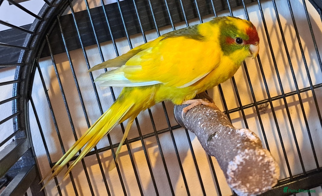 Parakeets birds for sale: Baby kakariki  - Image 7