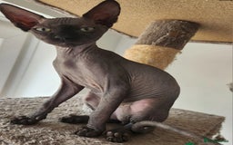 Sphynx cats for sale: 6 Lovely Canadian Sphynx kittens - Image 6