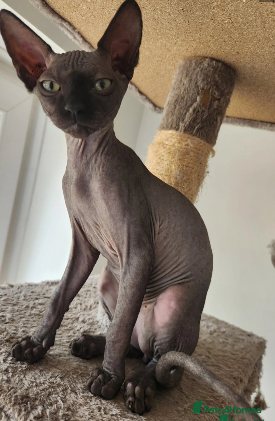 Sphynx cats for sale: 6 Lovely Canadian Sphynx kittens - Image 6