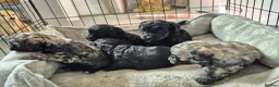 Shihpoo dogs for sale: Shihpoo puppies in Ayr - Advert 8