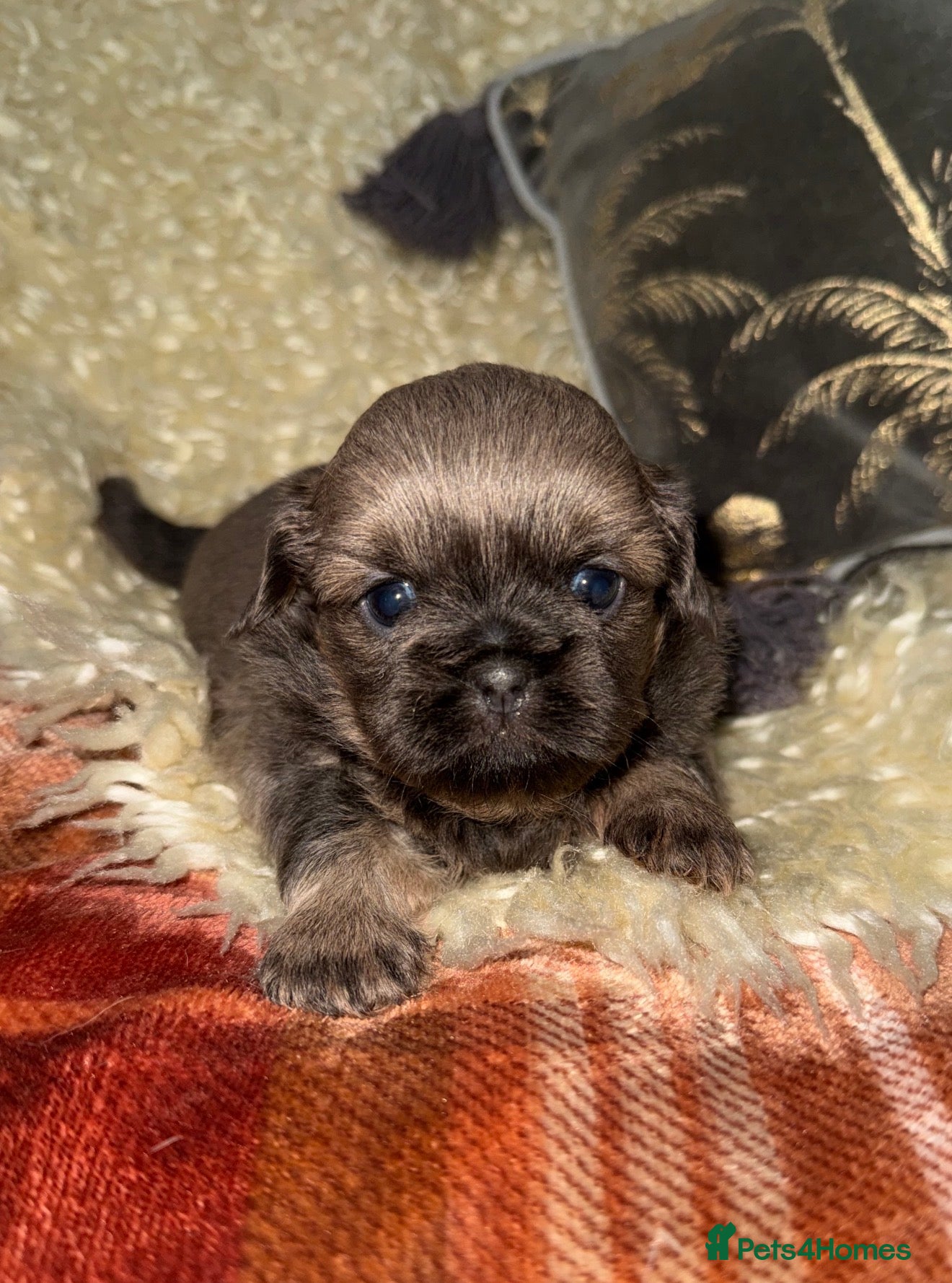 Shih Tzu dogs 💛🧡💜Stunning KC Shih Tzu Puppies🩷🧡💛 - Advert 10
