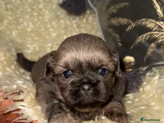 Shih Tzu dogs 💛🧡💜Stunning KC Shih Tzu Puppies🩷🧡💛 - Advert 10