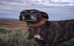 Mixed Breed dogs for sale: Lurcher puppies  - Image 11