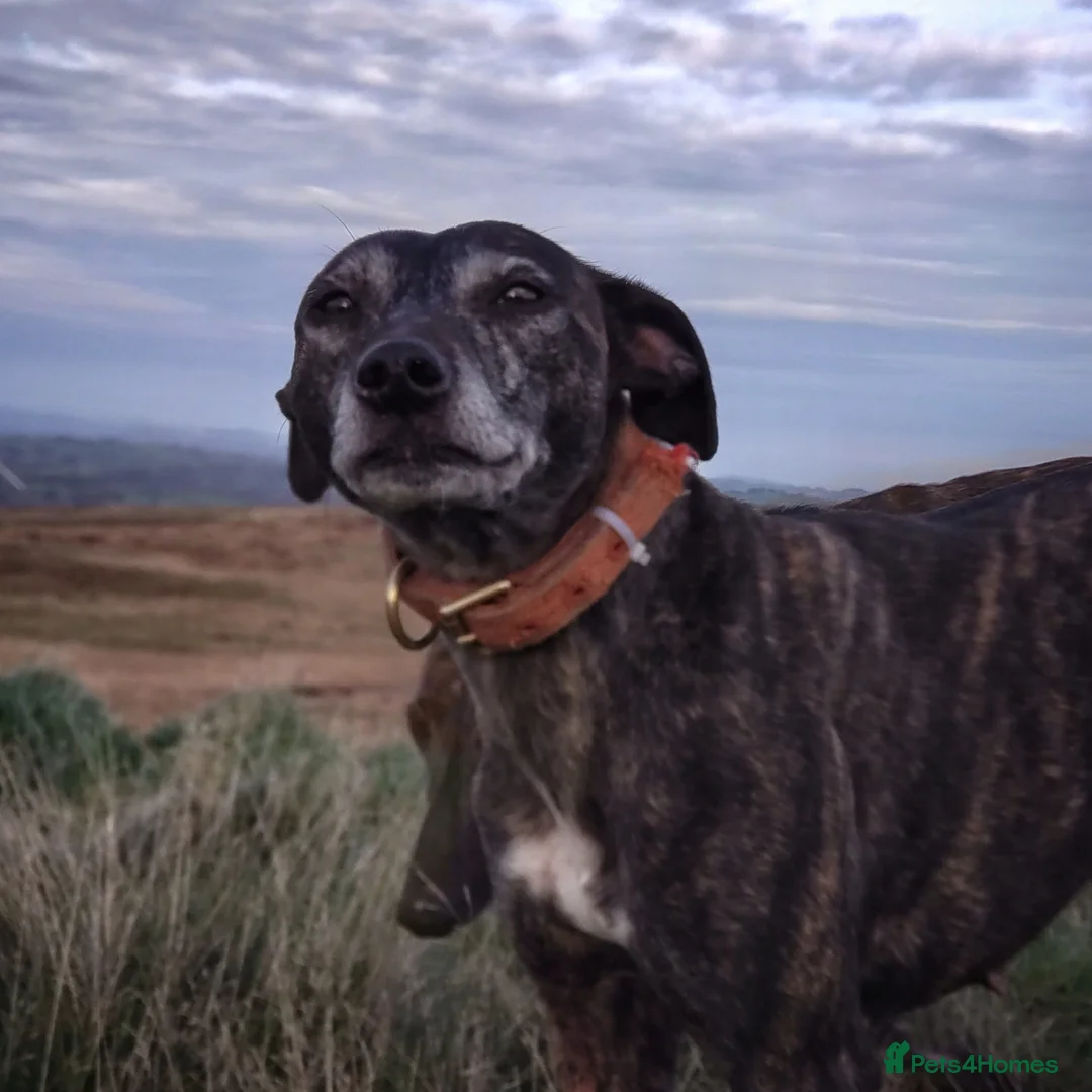 Mixed Breed dogs for sale: Lurcher puppies  - Image 11