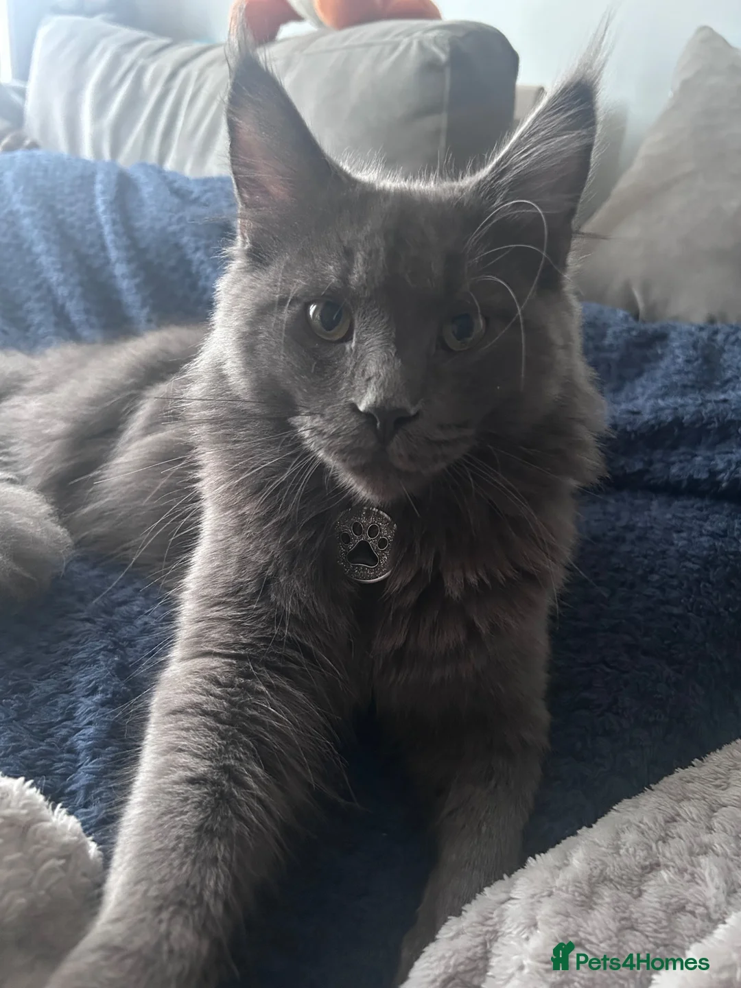 Maine Coon cats for stud: Maine Coon Stud  in Hatfield - Advert 2