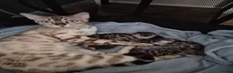 Bengal cats for sale: Champion Bloodline TICA Bengal Kittens in Peterborough - Advert 25
