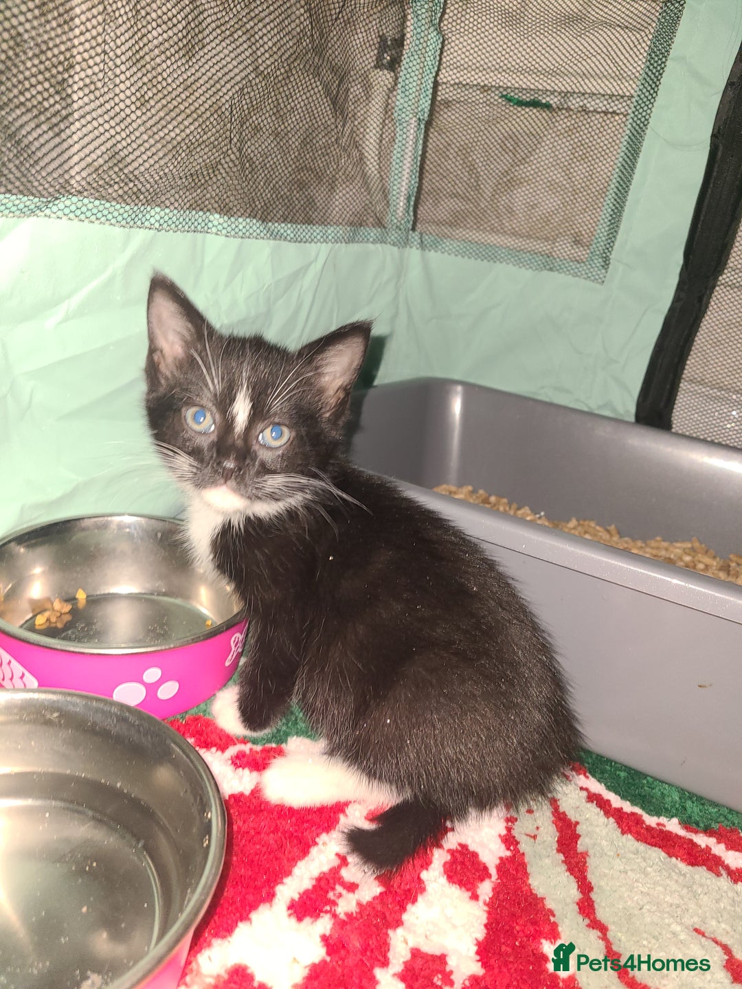 Mixed Breed cats for sale: Kittens  - Advert 3