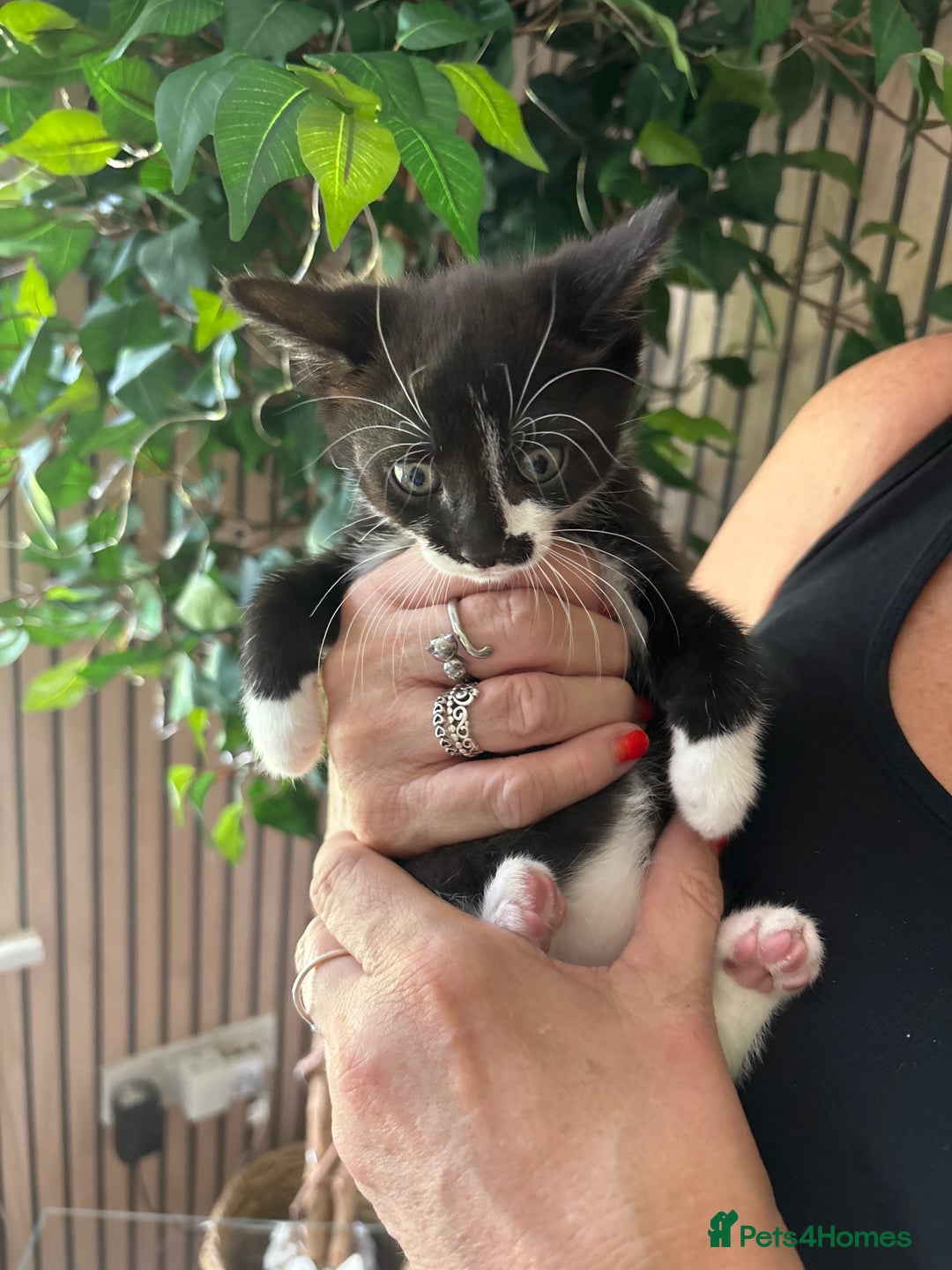 Mixed Breed cats for sale: Adorable kitten - Image 20