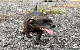 Staffordshire Bull Terrier dogs for adoption: BIMBO – Loves everyone, wants someone to love her! - Image 2