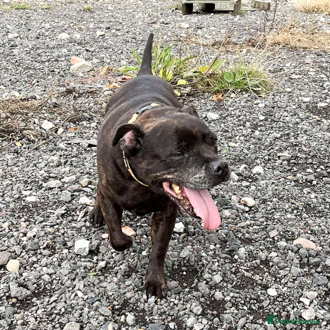 Staffordshire Bull Terrier dogs for adoption: BIMBO – Loves everyone, wants someone to love her! - Image 2
